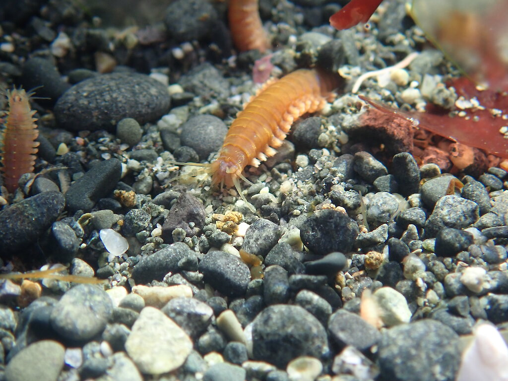This week at Macquarie Island 8 March 2019 — Australian Antarctic Program