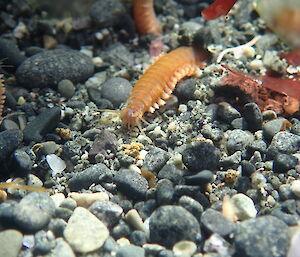 Polychaete bristle worm in a rock pool in Buckles Bay