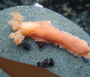 A brightly coloured sea cucumber, Pseudopsolus macquariensis in a Macca rock pool