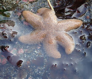 A starfish at low tide in Buckles Bay