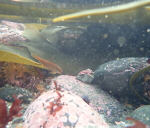 A juvenile Magellanic rock cod caught in a Macca rock pool