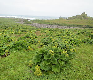 Flat Creek royal penguin colony on Macquarie Island in January 2019