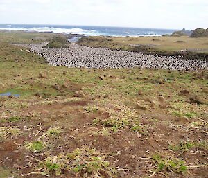 Flat Creek royal penguin colony on Macquarie Island in 2006
