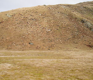 Mawson Point on Macquarie Island in 2006