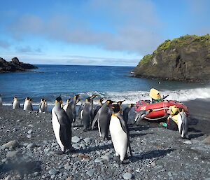 A colony of king penguins stand next to a red inflatable boat on a rocky beach