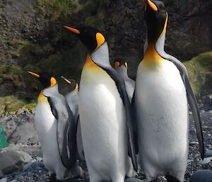 A small group of king penguins stand on a rocky beach