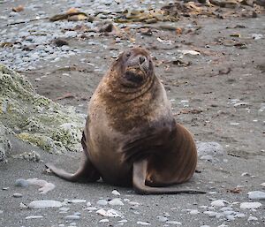 a brown sea lion sits on a rocky beach with its mane in full view