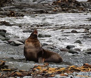 a brown hooker sea lion is on a rocky beach