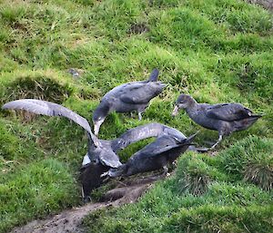 Four Giant petrels attack a King penguin chick