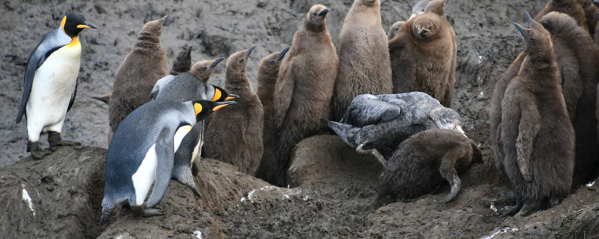 A Giant petrel attacks a fluffy brown King penguin chick creche