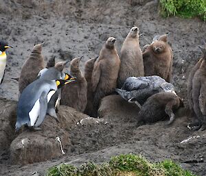 A Giant petrel attacks a fluffy brown King penguin chick creche