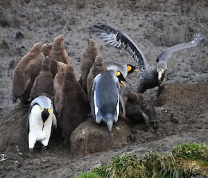 a fluffy brown King penguin chick stands up and is surrounded by adult King penguins, while a Giant petrel waits
