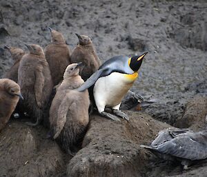 A King penguin scares off a Giant petrel from a creche of chicks