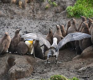 a Giant petrel approaches a creche of brown fluffy King penguin chicks