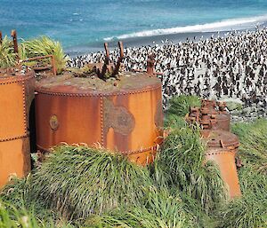 thousands of royal penguins are near three rusty structures on a beach