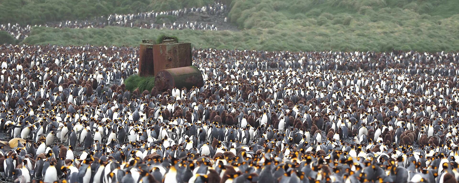 Thousands of king penguins surround a rusted metal structure on a beach