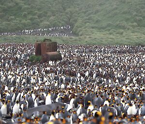 Thousands of king penguins surround a rusted metal structure on a beach