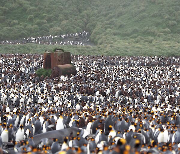 Thousands of king penguins surround a rusted metal structure on a beach