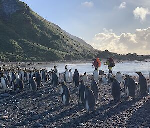 Two people are hiking past a King penguin colony