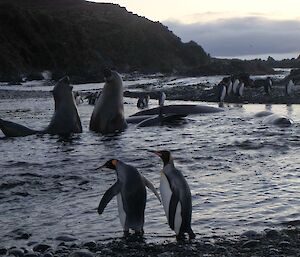 Two elephant seals and many King penguins are in a pool of water