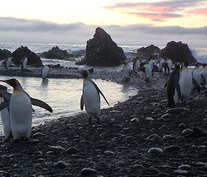A colony of King penguins near a rock pool at sunrise