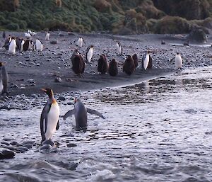 King penguins are at the waters edge at sunrise, with brown furry chicks on the shoreline