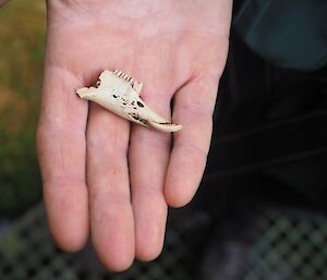 a woman holds a rabbit jaw bone in the palm of her hand