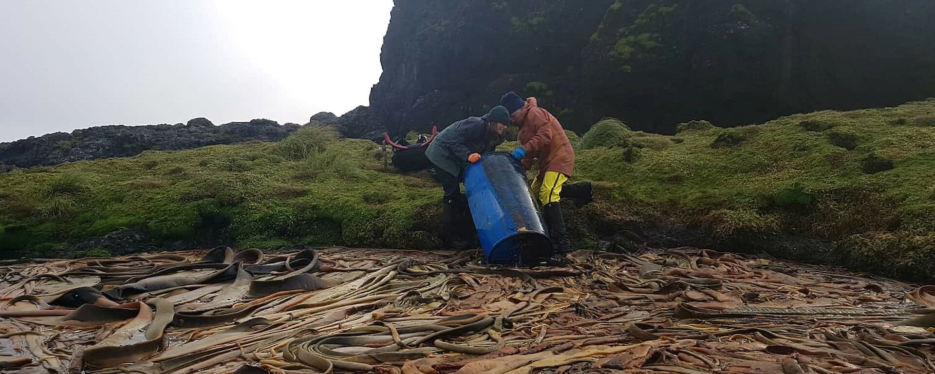 two people pull a large blue plastic drum out of a swamp of brown kelp