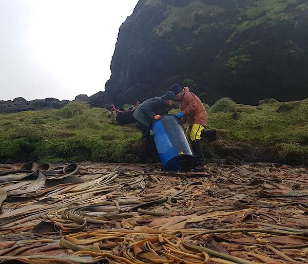 two people pull a large blue plastic drum out of a swamp of brown kelp