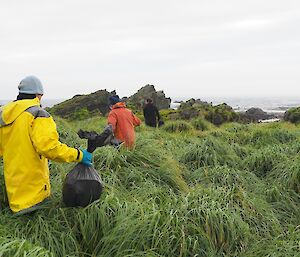 three people stand waist height in tussock grass carrying plastic bags