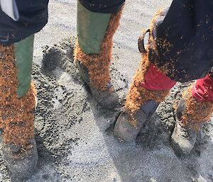 Two people stand showing leg gaiters covered in buzzies