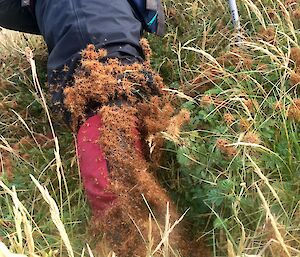 a leg gaitor is covered in buzzies in green grass