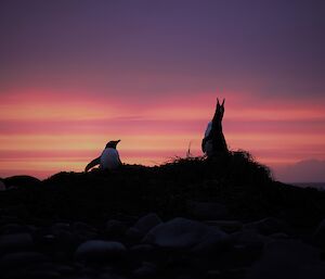 Orange and pink strips of light behind 2 nesting penguins