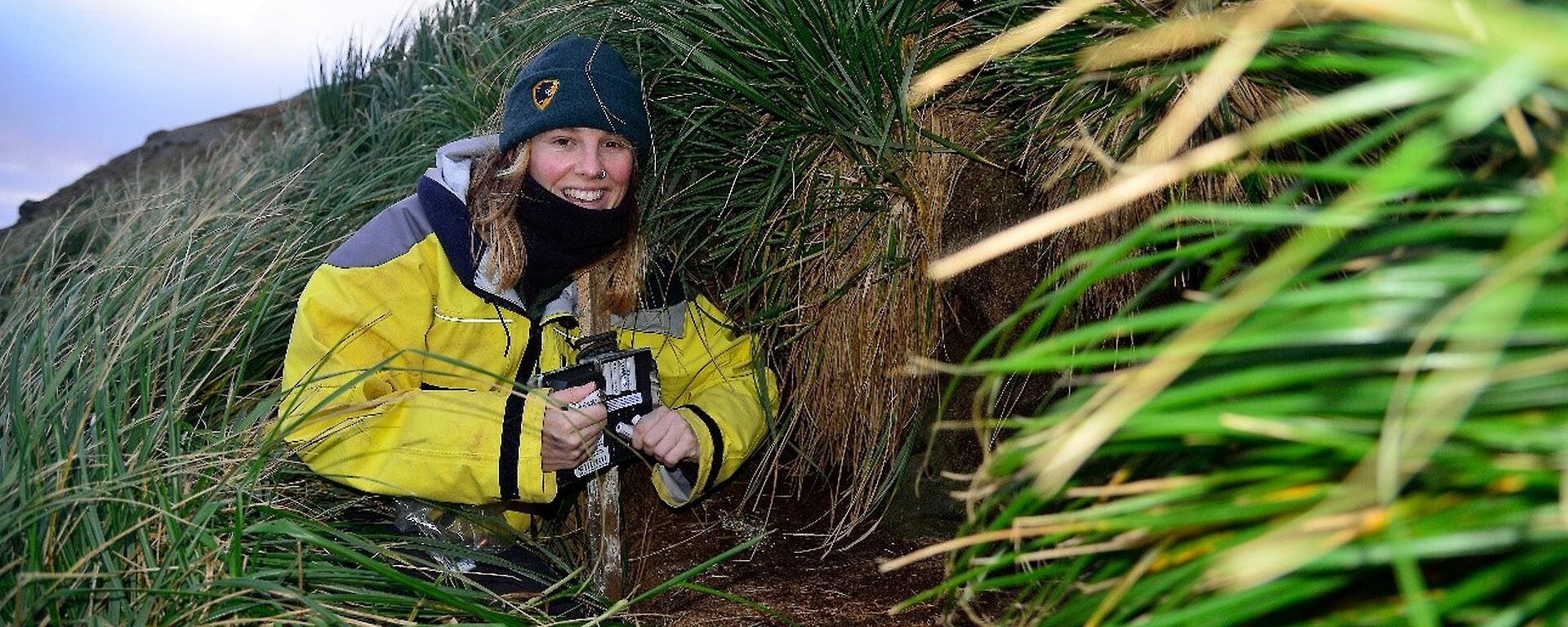 A woman in a yellow jacket crouches next to a bird burrow in the tussock grass