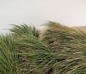 An elephant seal is hiding behind green blowing tussock, only its nostrils can be seen