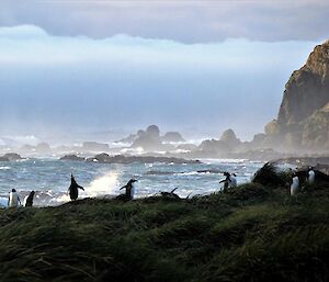 A colony of black and white Gentoo penguins are lined up on tussock grass with large waves and rocky outcrops behind them