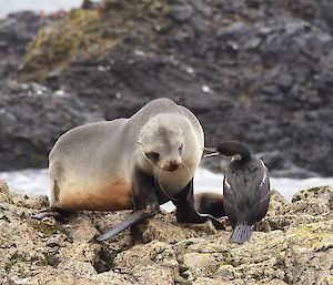 A fur seal is standing very close to and looking sideways at a Cormorant on a rocky outcrop