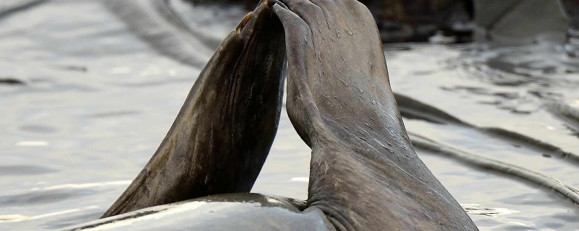 An elephant seal on its back in the water raises its webbed finger like limbs in a prayer position