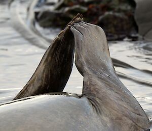 An elephant seal on its back in the water raises its webbed finger like limbs in a prayer position