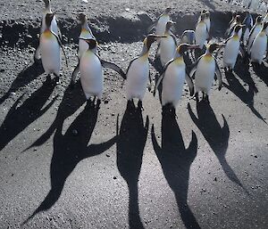 King penguins line up in an arc shape with their shadows in the foreground