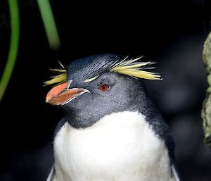 A Southern rockhopper penguin stands in a cave it has red eyes and a yellow side crest on each side of its head.