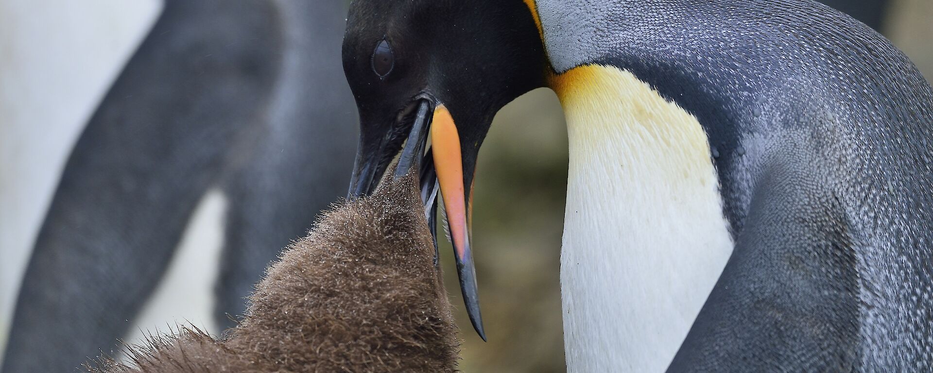 A brown fluffy King Penguin chick is feeding from the beak of an adult King penguin