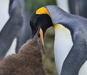 A brown fluffy King Penguin chick is feeding from the beak of an adult King penguin