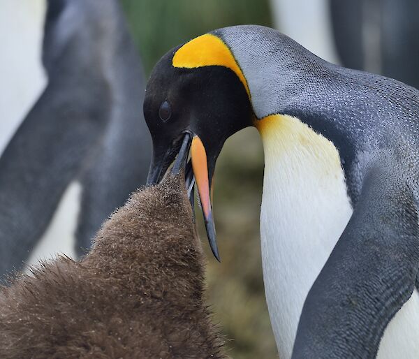 A brown fluffy King Penguin chick is feeding from the beak of an adult King penguin