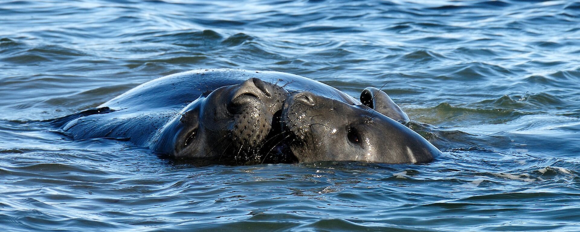 two elephant seals have their snouts up against each other in the water