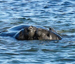 two elephant seals have their snouts up against each other in the water