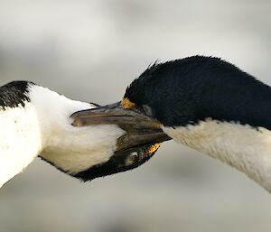 two black and white Cormorants are preening each other under the chin