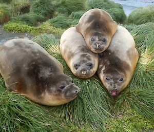 Three brown Elephant seal weaners are laying in a triangle shaped stack, two on the bottom, one on top. Another elephant seal lays next to them.