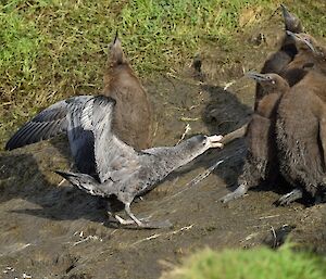 A grey Northern giant petrel with wings stretched up has the wing of a brown King penguin chick in its beak attempting to pull it away from the colony