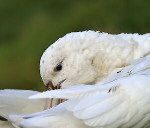 A white Giant petrel has its beak in an outstretched wing preening itself